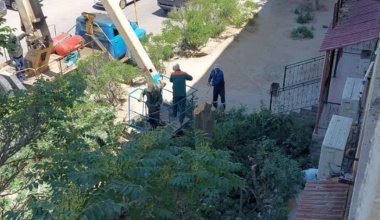 В Актау уничтожили живые деревья ради пристройки