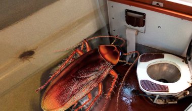 Случаи единичны: Жанибек Тайжанов ответил на жалобы на грязь и тараканов в поездах Казахстана