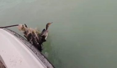 Бакланы гибнут в браконьерских сетях в Каспийском море в Мангистау