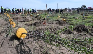 Качество посадок в Алматы значительно улучшилось благодаря новым стандартам