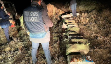 В Кызылординской области изъяли более двух тысяч рогов сайги