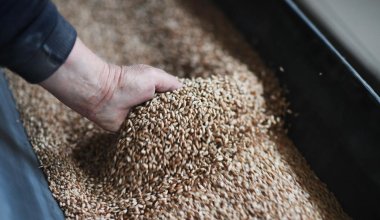 Наблюдается резкое снижение отгрузок: Казахстан не выдерживает конкуренции с Россией на рынке зерна