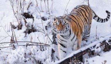 Амурские тигры прибавили в весе и дадут потомство к 2025 году - Нысанбаев