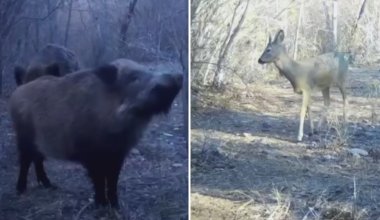 Фотоловушки засняли кабана и косулю в Чарынском национальном парке