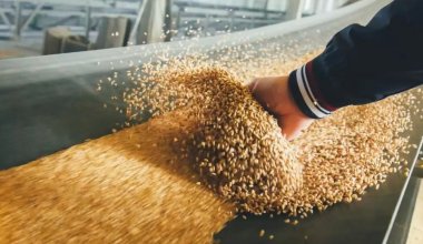 Казахстан не продлит ограничения для ввоза российской пшеницы