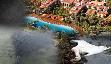 Казахстанка пожаловалась на массовую гибель птиц у отеля Rixos в Актау
