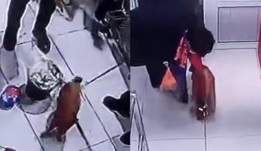 Активисты в Туркестане заставили поросенка есть просроченные продукты в магазине