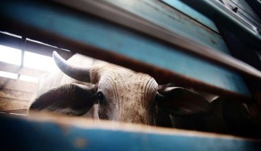 Около 4,6 тысячи голов скота похитили за год в Казахстане