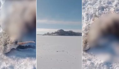 Туши сайгаков нашли на водохранилище в области Улытау