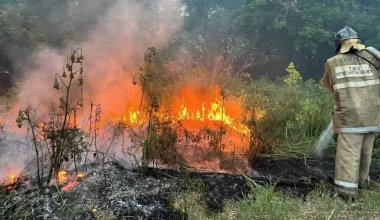 Пожар в резервате «Семей орманы»: все виновные получили наказание