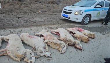 Браконьерство в Кызылординской области: туши сайгаков обнаружены в автомобиле