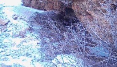 Редкий снежный барс попал в фотоловушку в Туркестанской области