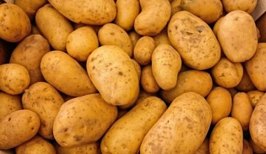 Крупные торговые сети Казахстана готовы закупить картофель напрямую у фермеров
