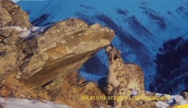 Редкий снежный барс попал в фотоловушку в Катон-Карагае