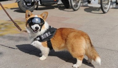 Первую в Китае полицейскую собаку-корги лишили премии за сон на работе и забавный инцидент