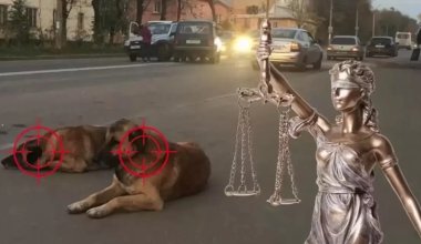 Расходы на вакцинацию и стерилизацию бездомных животных выросли почти втрое за год