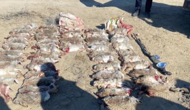 Браконьеров задержали в Кызылординской области