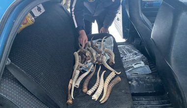Браконьеров с рогами сайги задержали в Кызылординской области
