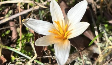 В Каратау расцвели краснокнижные подснежники