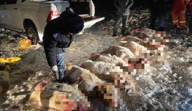 Незаконная охота: казахстанцев задержали с тушами сайги в авто