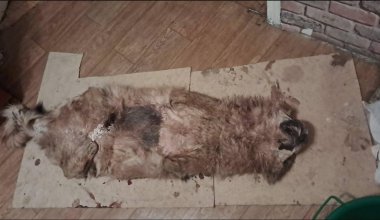 Волчья шкура для ковра: группу браконьеров задержали в Костанайской области