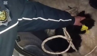 Украденную корову везли на заднем сидении автомобиля в Кызылординской области