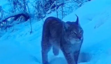 Детеныши рыси попали в фотоловушку в казахстанском заповеднике