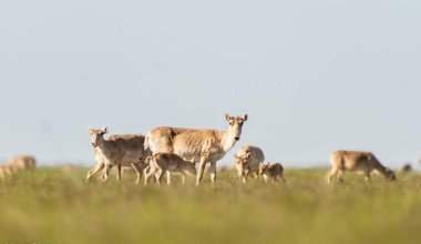 Сайгаки спасут Казахстан от лесных пожаров? Мнение эколога