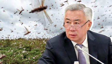 "Что хотите, то и делайте": Жумангарин спорил с журналистом из-за "халяльной саранчи"