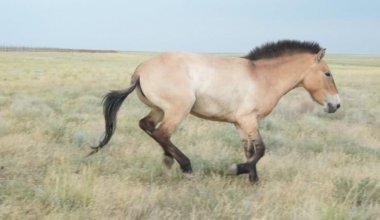 Новую группу лошадей Пржевальского привезли в Казахстан