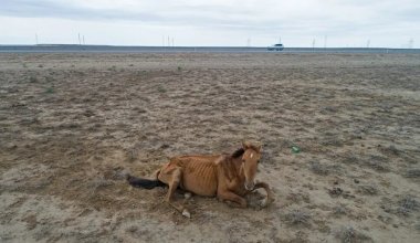 Засуха привела к массовой гибели скота в Туркестанской области