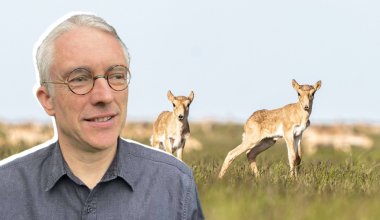 “Последний  настоящий кочевник”: Штефан Михель о судьбе сайгаков в Казахстане