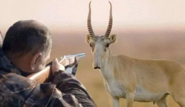 Сотни сайгаков убиты в ЗКО