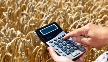 Более 16,5 млн тонн зерна намолочено в Казахстане