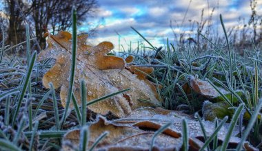 Заморозки ожидаются в Казахстане 27 сентября