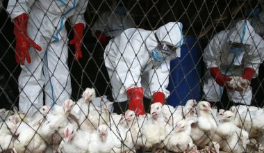 Массовая гибель птиц зафиксирована в Павлодарской области