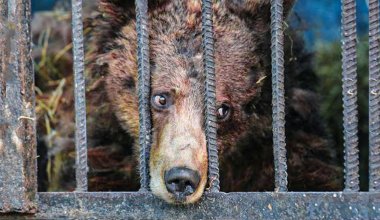 Запретить зоопарки и цирки с животными предложили в Казахстане