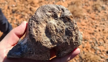 Кости динозавра нашли в Кызылординской области