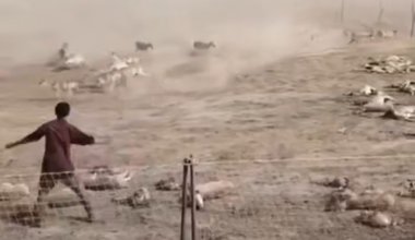 «Жестокость и варварство»: видео с охотой на сайгаков возмутило Казнет