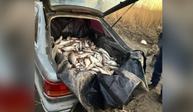 Изъята рыба на 8 млн тенге: браконьеров задержали на Зайсане