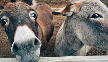 На нашествие ослов пожаловались жители села в Жамбылской области
