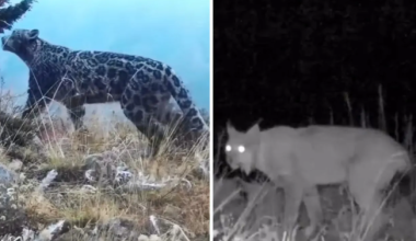 Редкие животные попали в объектив фотоловушки в Иле-Алатау