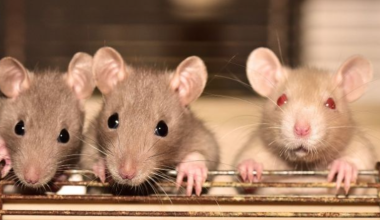 В Атырау крысы пробираются в квартиры: люди требуют мер