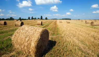 В Казахстане заготовлено 38 млн тонн кормов перед зимой