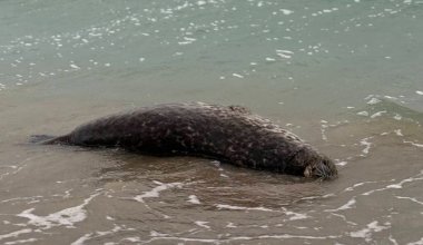 В Актау на берегу Каспия снова нашли мертвых тюленей
