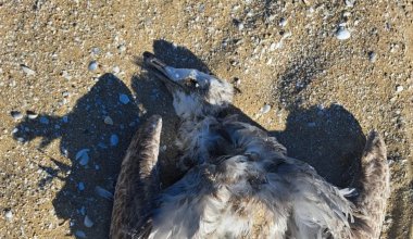Вслед за тюленями на Каспии начали гибнуть птицы