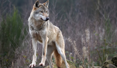 В Мангистау сняли стаю волков на тюленьем острове