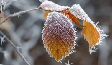 Какая погода будет 24 ноября в Казахстане