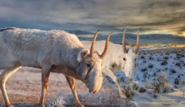 Рога сайги будут маркировать в Казахстане