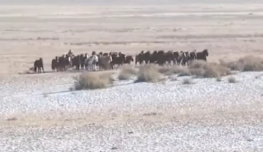 Волки загрызли сотни животных в Абайской области